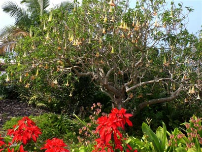 hawaii